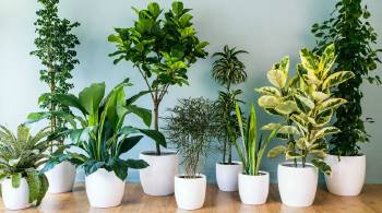foto de plantas de interior